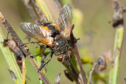 Réf. 209 676 : Tachina magnicornis